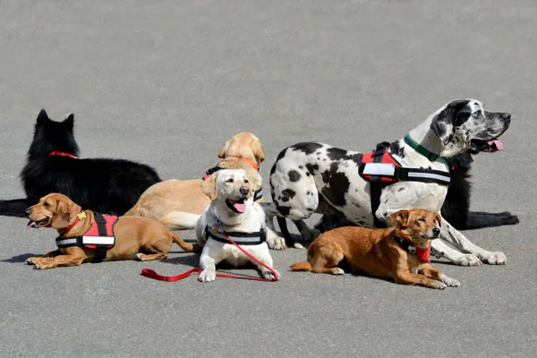 Razze canine per terapia assistita